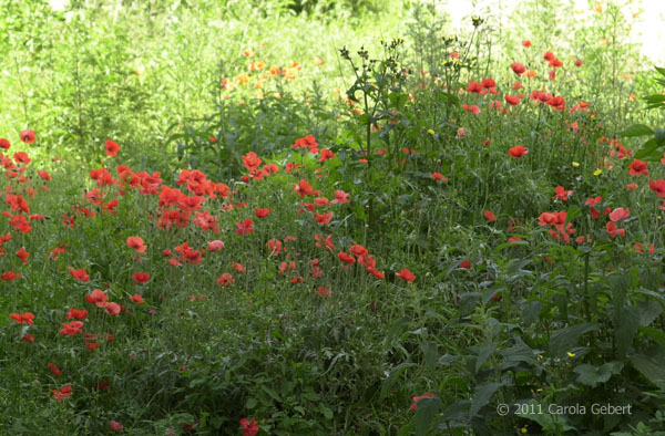 Bild des Tages vom 11.01.2026