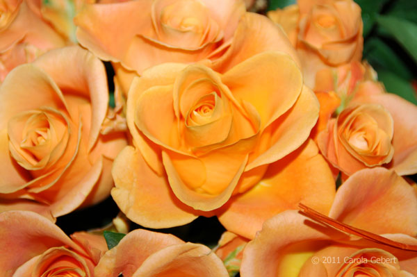 Bild des Tages vom 08.02.2026